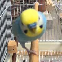 ほづきち (@cs2926) 's Twitter Profile