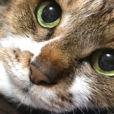 tonziru0221's profile picture. /仮面女子/百瀬ひとみ推し/のあちすと/ゆるめるモ！/あのちゃん/血煙ちゃん/バンドじゃないもん/フォートナイト/apex/zoc/プレイヤー/Shadowver