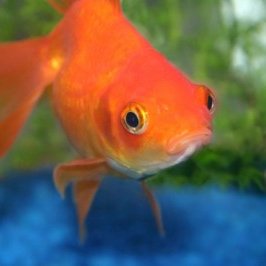 Self-identify as a Goldfish, because I'm majestic and love water. Pronouns: it, its, your fishyness, Darth Fish, Flobadob.