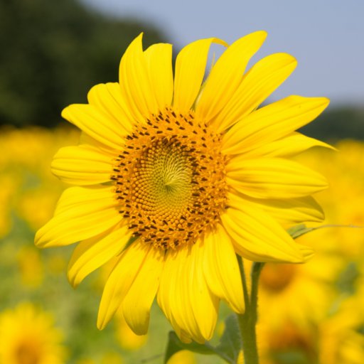 SheilaNBostick's profile picture. educator, lifelong learner, wife, mother