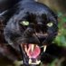 Anu Aunti Anne13™ (@AnneElbey13) Twitter profile photo Anu Aunti Anne13™ (@AnneElbey13) Twitter profile photo