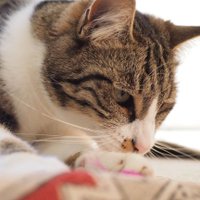 Jie (@jordebaer) 's Twitter Profile