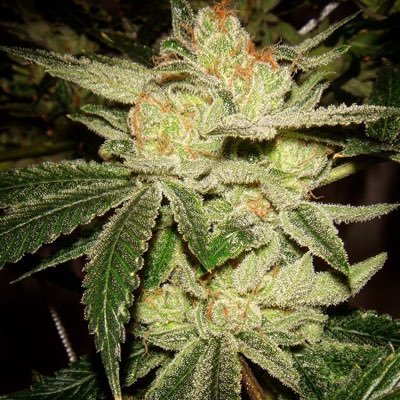 wsdeejay's profile picture. The Grow Off 2022 Terpene Champion 
James Loud Contest 2023 2nd Place
DM FOR MORE INFO/PICKS