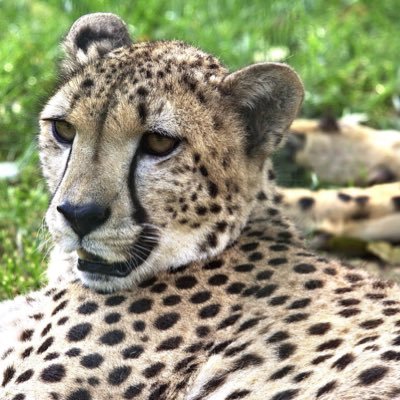 acheetahfact's profile picture. a cheetah fact for you