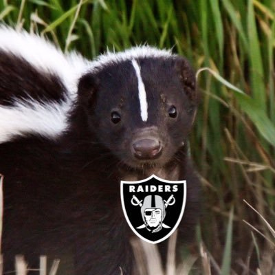 Just a small mammal chillin’ in the desert with my favorite NFL team, the Las Vegas @Raiders. Currently on the loose in the Raider Locker Room #MephitisMephitis