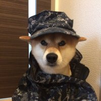 柴犬 カイ(@Kai_shibainu) 's Twitter Profile Photo