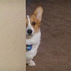 shypoisonivy's profile picture. just a rt account.