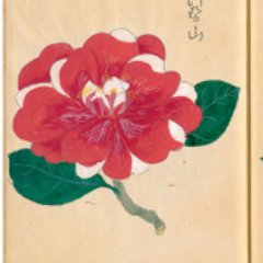 （公財）東京都公園協会が運営しています。リプライは対応していません。This account is managed by Tokyo Metropolitan Park Association, tweet about “Traditional Edo period horticultural plants”.