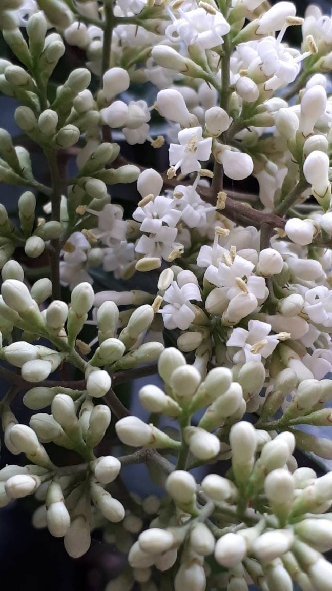 NiaziSepideh's profile picture. 