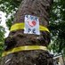 Helen Loves Trees (@helen_trees) Twitter profile photo Helen Loves Trees (@helen_trees) Twitter profile photo