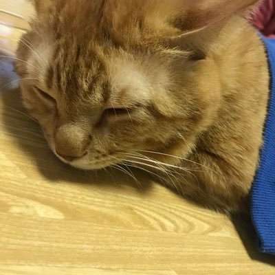 L82900437's profile picture. 荒野行動 JP を(iPhone5)でやってます‼️名前はАЯ〆しょうです‼️フォロー宜しく、あと中学生です‼️最高キルは《Global:29キル》《JP:14キル》