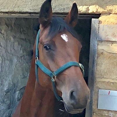 Owner of Irish Draught Horse ❤️🐴🐎 also ride a Fell Pony ❤️🐎🐴. Married to the best husband ever 😍
