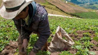 Si alimento 2 familias, o, 2000, estoy haciendo patria