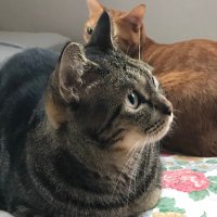 福ちゃん (@c0imtjk9jb7dc88) 's Twitter Profile