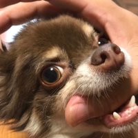 ワタツバメ (@watatubame10) Twitter profile photo