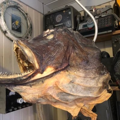 toriskja's profile picture. Irriterer meg ganske ofte over ganske mye