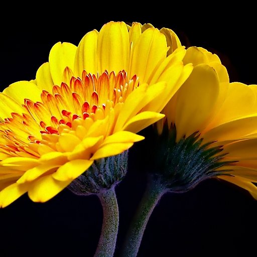 wolken_sujatha Profile Picture