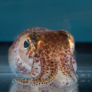Join our journey in discovery and education of cephs! Building a cephalopod empire to support research communities worldwide! 
Content creator @HannahNKnighto1