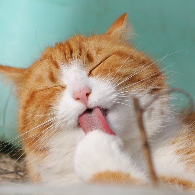 apsaza1's profile picture. よろ