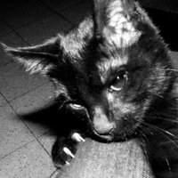 yonatan (@zozuar) 's Twitter Profile Photo yonatan (@zozuar) 's Twitter Profile Photo