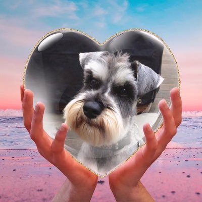 I'm a schnauzer in London. My dads are @donnywongphd and @randomriver. I'm a diva with attitude to spare. I roll in poop for fun and I am a tart for treats.