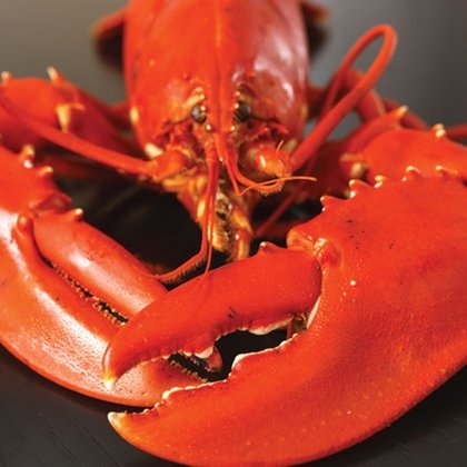 LobsterMag