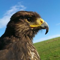David Kerrigan (@crinuboy) 's Twitter Profile