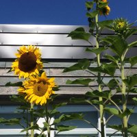 Prospect Road School (@presroad) 's Twitter Profile