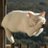 periodictwt's profile image