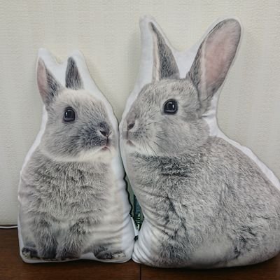 🐰➡️もふ♂2018年7月25日生まれのタレ耳(3代目)///
飼い主➡️たれうさこ。うさぎ専用アカウント。無言フォロー🆗👌