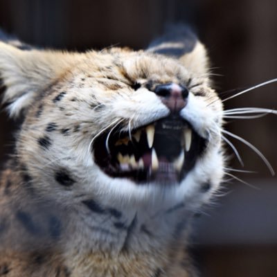 servalpics's profile picture. 🐯 sugoiiii!