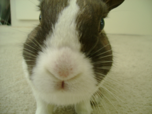 peekaboobunny's profile picture. My life adventure as a dutch-dwarf rabbit...habits, tricks and; techniques my owner entertains me with.  Hop along and follow me!