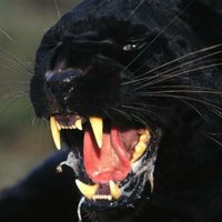 Hell Comes For You (@hell_hascome) 's Twitter Profile