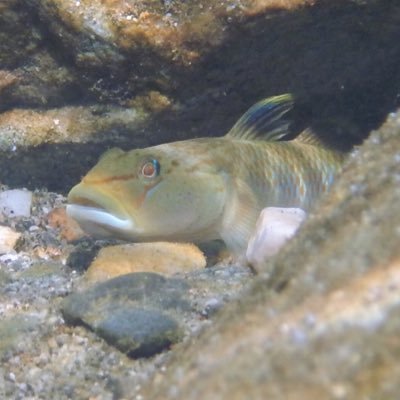 PannacottusO's profile picture. ハゼ/日本淡水魚/採集/飼育/汽水域/生活史/環境 系統地理や進化生態学にも興味があります。