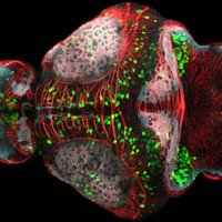 Wilson Lab (@stevewilsonlab) 's Twitter Profile