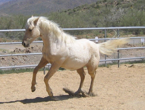 DreamchaserPMU's profile picture. 