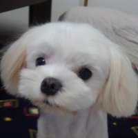 凛 (@akagiichirou) Twitter profile photo