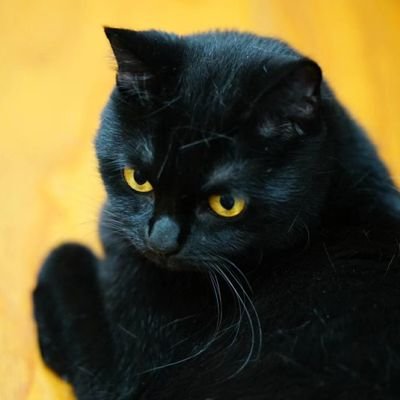 ねごは大好き、自然と猫の写真を撮る