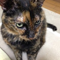あんでぃ (@nt7h6ymkznspkod) 's Twitter Profile