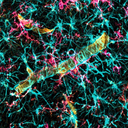 The Dénes Lab Profile