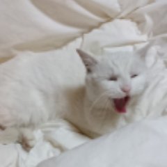 好きなもの。 猫。 ダヤン 、ラスカル、お笑い (ノンスタイル。サンドイッチマン。千鳥。)歌、教育、精神医学等の関連が好きです。白猫を飼ってるので白猫に関する情報探してます。