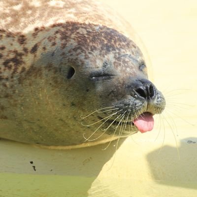 ChewytheSeal Profile Picture