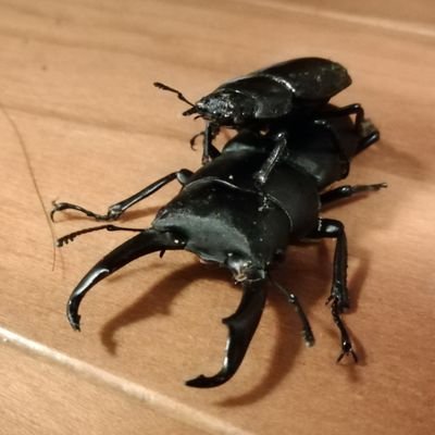 ムシいもちゃん たぶん コガネムシ系の幼虫です 公園の砂場から発掘されました 公園の砂場に餌があるのかしら 幼虫 幼虫飼育 コガネムシ コガネムシの幼虫 昆虫好き 昆虫飼育 Insect Breed T Co Mt7jksxets ムシいもちゃん たぶん コガネムシ系の幼虫です 公園の砂場から発掘されました 公園の砂場に餌があるのかしら 幼虫 幼虫飼育 コガネムシ コガネムシの幼虫 昆虫好き 昆虫飼育 Insect Breed T Co Mt7jksxets