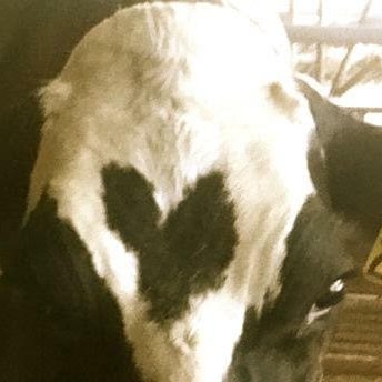 LabMeadow's profile picture. Lab studying how to improve dairy cow immunity by decreasing oxidative stress at Michigan State University's College of Veterinary Medicine