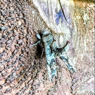 Silence451's profile picture. Prison planet freedom fighter. A warrior in humanity’s last stand.