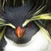Allez, ... aux TAAF ! 🇹🇫 (@autaaf) Twitter profile photo Allez, ... aux TAAF ! 🇹🇫 (@autaaf) Twitter profile photo
