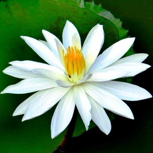 Variado, fotos: paisajes, flores No Porno. Sigo. Follow Back