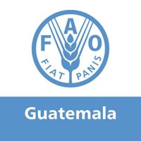 FAO Guatemala(@FAOGuatemala) 's Twitter Profileg