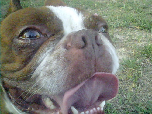 6 year old Boston Terrier. Trouble maker, but lovable. Opinionated alpha dog. DOGS NEED RULES Dog Training Spokesdog. 

http://t.co/yxa7TEJpfb