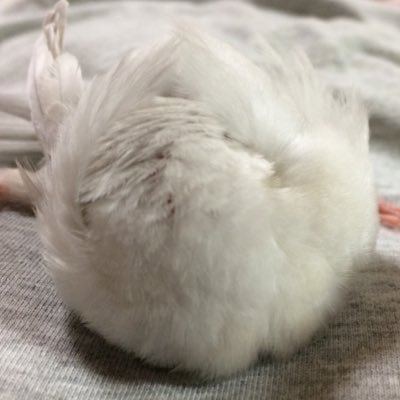 おばさん🤗🍶文鳥のチーコ2015.10生♂マロ2016.2生♀ひな2018.7生♂ちび2018.7生♀と暮らしています。ひなちびはマロチーの子供🐥🐥ペローシス。マロは2020.8.11🌈見守っています🍀無言フォロー失礼致します🙇♀️